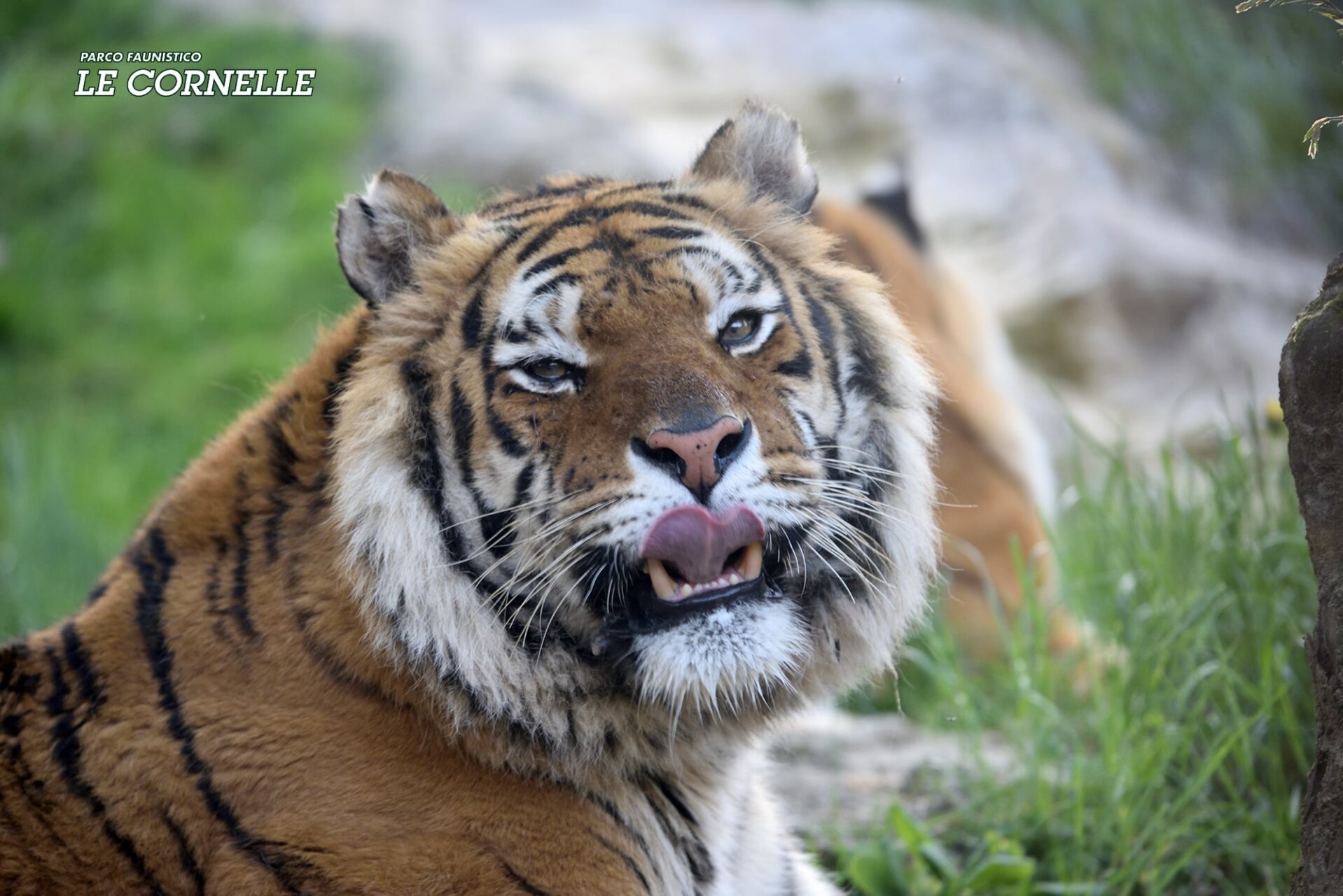 Addio a Romeo, la tigre simbolo del Parco Faunistico Le Cornelle