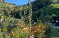 La biodiversità sboccia sotto casa