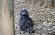 Due nuovi esemplari di gufi delle nevi al Parco Faunistico Le Cornelle