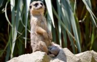 Quattro nuovi cuccioli di suricato al parco Le Cornelle