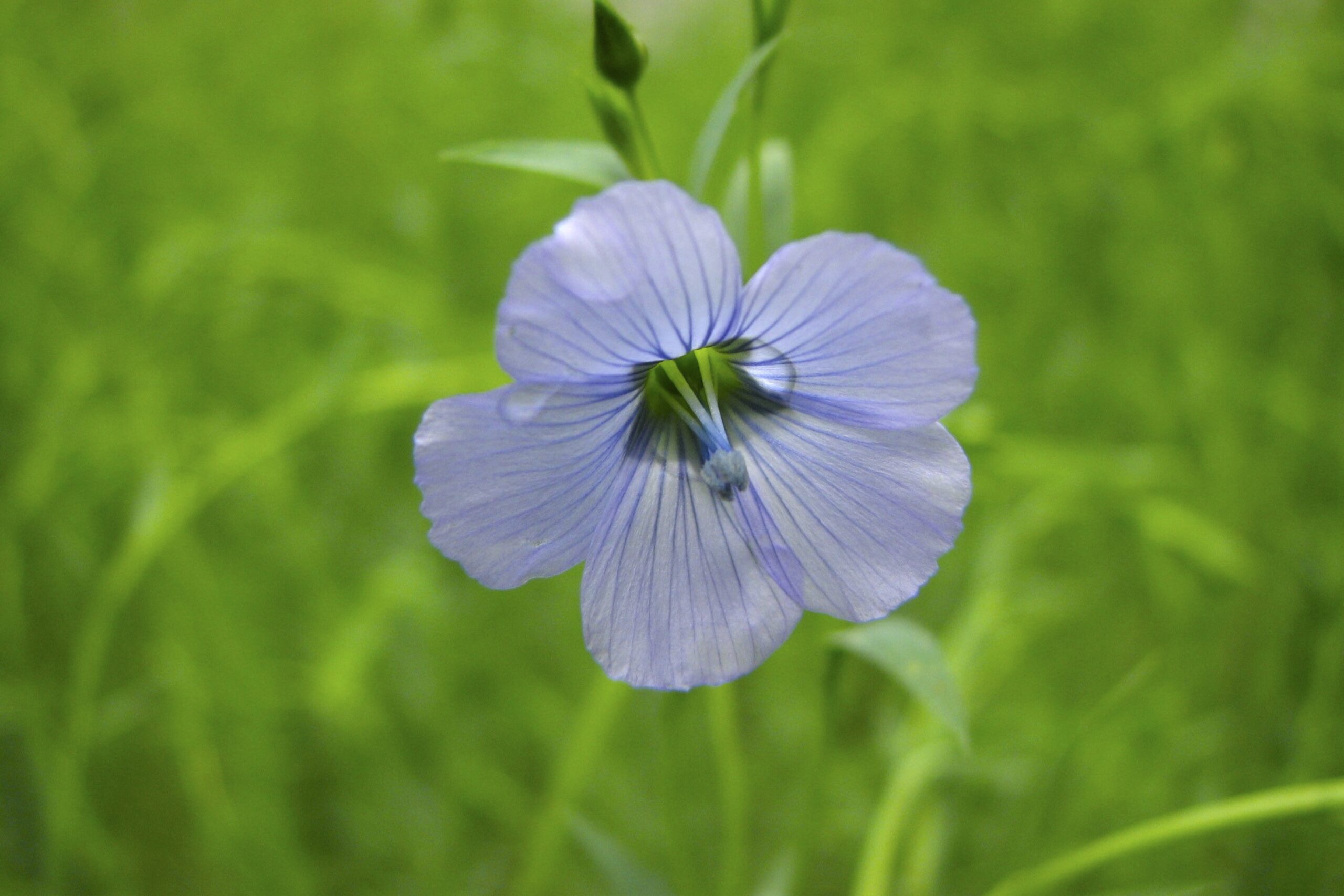 Piante e cambiamenti climatici: il ruolo degli Orti Botanici