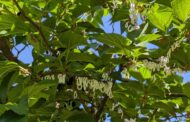 Metodo sperimentale contro l’invasione della cocciniglia