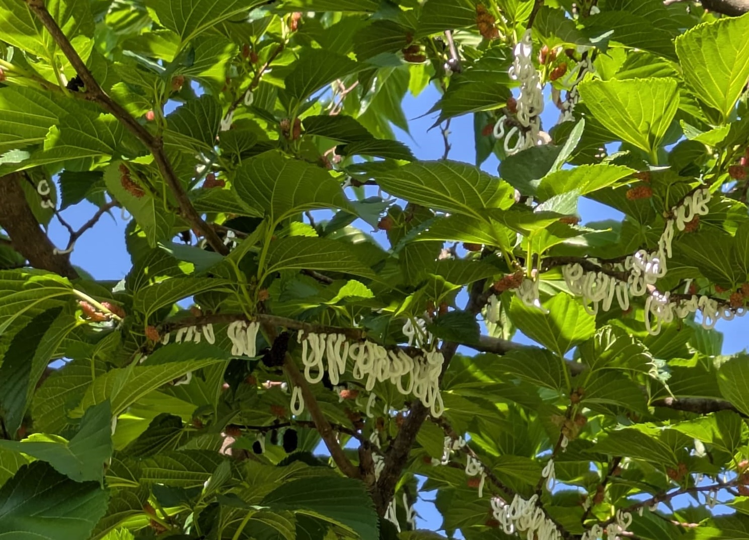 Metodo sperimentale contro l’invasione della cocciniglia