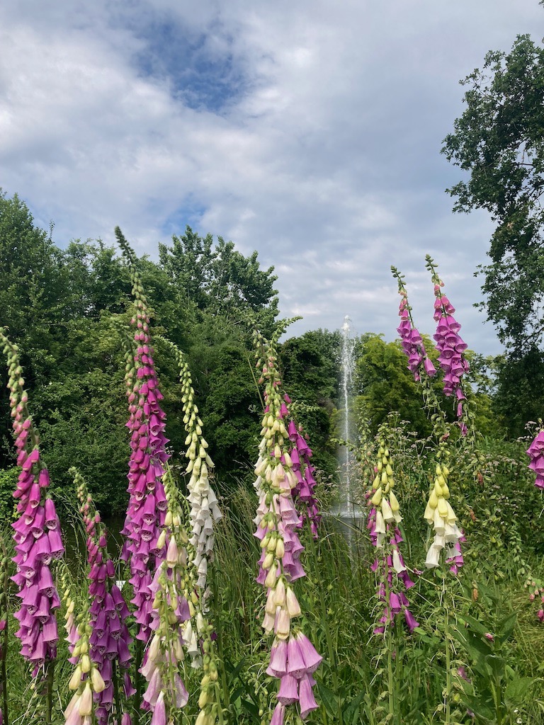 La Rete degli Orti Botanici della Lombardia festeggia il solstizio d'estate con “Frescheggiare. Orti Botanici, Rifugi Climatici Urbani”