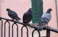 Piazza Vecchia senza piccioni: il piano del Comune funziona